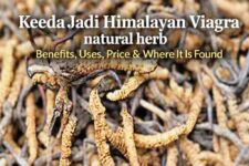 Keeda Jadi – Himalayan Viagra