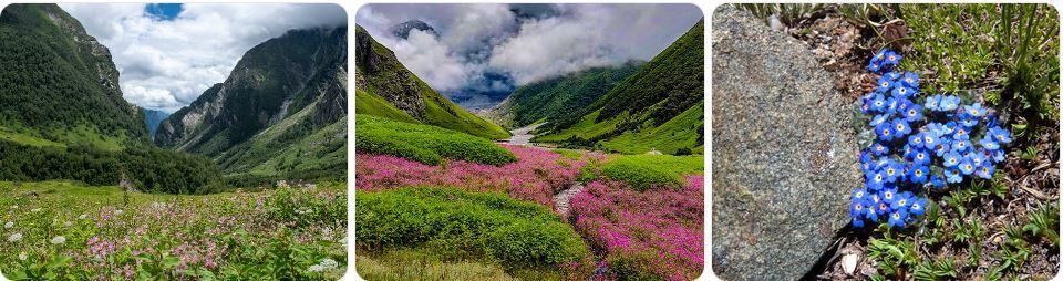 valley of flower